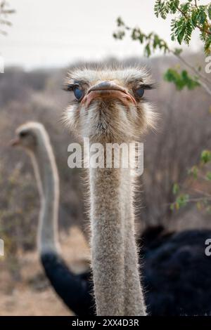 Gros plan vue de face photo du cou et de la tête d'une autruche arrogante fière, faune drôle en Namibie, Afrique Banque D'Images