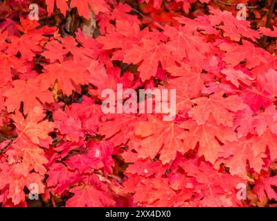 Les feuilles d'automne écarlate vibrantes d'un érable à Bigtooth, Acer Grandidentatum, rétroéclairées par la lumière du soleil dans un ravin abrité du parc national de Zion, Utah. Banque D'Images