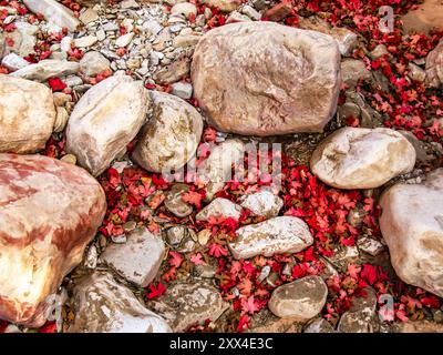 Rochers de grès arrondis parmi les feuilles écarlate tombées d'un érable à grosse dent, en automne. Photographié dans le parc national de Zion dans l'Utah Banque D'Images