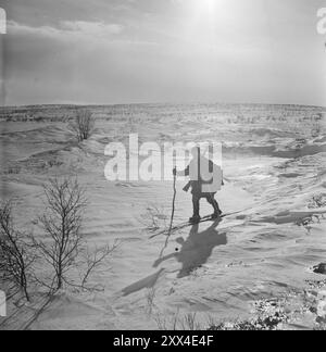 1949 : la guerre du loup avec des avions et des véhicules à chenilles les employés actuellement détachés participent à la chasse au loup au Finnmark. - C'est la dure et capricieuse Finnmarksvidda où seuls les troupeaux de rennes et les Sami - oui, et ensuite le loup - se sentent comme chez eux. Ici, l'un des chasseurs Sami, le bon tireur Aslak Aslaksen Sara, est en patrouille, mais le vent dévorant a balayé la neige de la piste, donc les possibilités sont minces. La zone de chasse est aussi grande que la moitié du Danemark, donc vous vous rendez compte que dans les distances le loup a l'un de ses alliés les plus puissants. Photo ; Sverre A. B. Banque D'Images