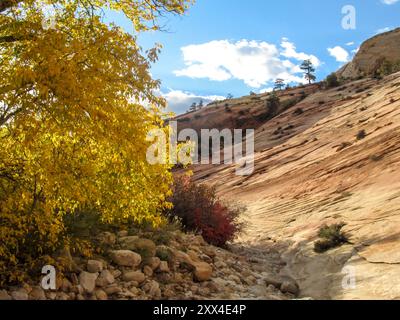 Un ravin asséché dans les montagnes du parc national de Zion dans l'Utah, avec un feuillage jaune d'automne du Fremont Banque D'Images