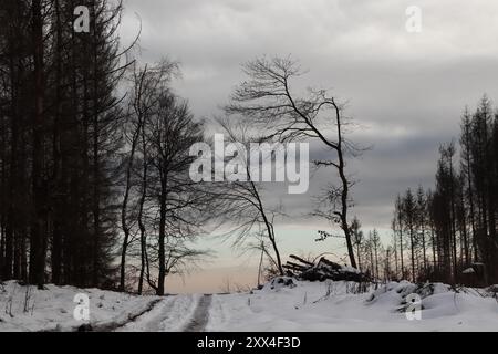 Schräger Baum am Wegrand Banque D'Images