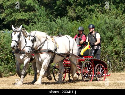 Compétition de conduite en calèche en Charente, France avec une équipe de deux chevaux Percheron en pleine campagne. Vue latérale. Banque D'Images