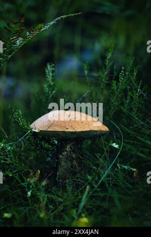 champignons bruns sur le sol forestier vert. Banque D'Images