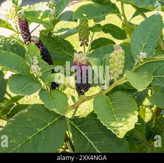 Baies violettes de Pokeweed plant Banque D'Images