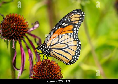 Un papillon monarque atterrit sur un coneflower violet au début de l'automne. Banque D'Images