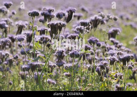 Un champ de phacélie de dentelle (Phacelia tanacetifolia), planté comme fumier vert et suppresseur de mauvaises herbes Banque D'Images