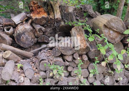 Stockage de bois de chauffage. Entrepôt de bois de chauffage dans la campagne. Bûches de pin fraîchement coupées en pile de bois. Style village. Fond en bois naturel. Banque D'Images