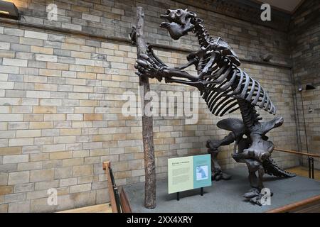 Squelette d'une fente géante (Megatherium americanum) au Natural History Museum de Londres Banque D'Images