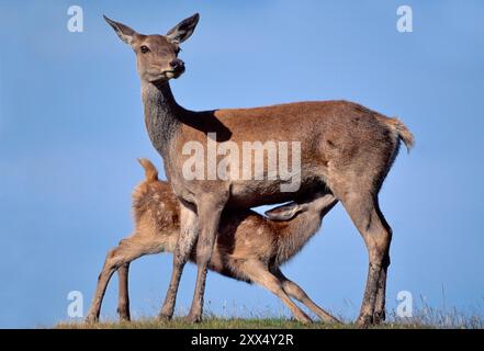 Cerfs rouges (Cervus elaphus) avec veau allaité, parc national de Cairngorms, Speyside, Écosse, juillet Banque D'Images