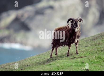 Moutons Soay (Ovis aries) photographiés sur l'île de Hirta, sur le site du patrimoine mondial de St Kilda, Écosse, juin 1986 Banque D'Images