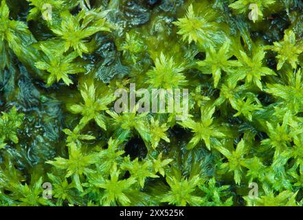 Tourbe dentée / tourbe plumeuse (Sphagnum cuspidatum) Glen Loy, Argyll, Écosse, juin 1997 Banque D'Images