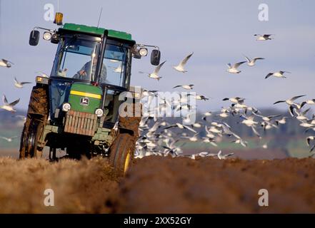 Tracteur labourant les champs de chaumes arables en préparation pour semer une nouvelle récolte avec des goélands à tête noire (Larus ridibundus). Banque D'Images