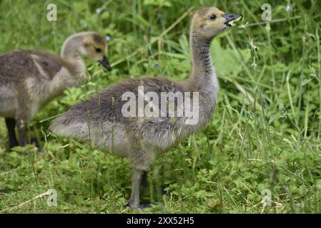 Gros plan profil à droite Portrait d'un Gosling d'oie du Canada (Branta canadensis) debout dans l'herbe, avec un autre Gosling à l'arrière-plan, Royaume-Uni Banque D'Images