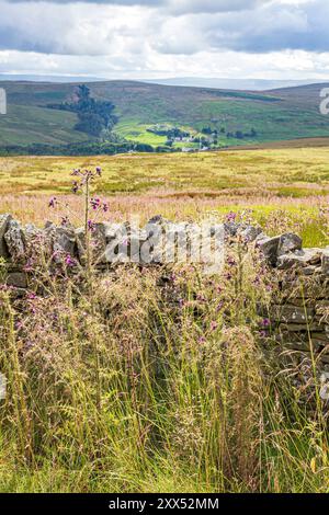 Chardon de marais Cirsium palustre l Scop. Poussant à une altitude de 600 mètres à côté d'un mur de pierre sèche sur les Pennines près de Nenthead, Cumbria, Angleterre Royaume-Uni Banque D'Images