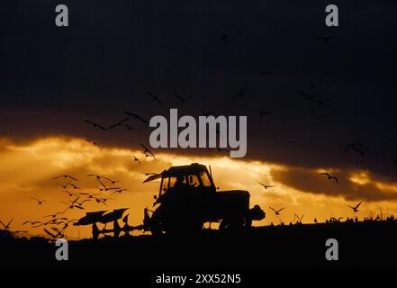 Labourage d'un tracteur au coucher du soleil avec des goélands à tête noire et communs pour se nourrir d'invertébrés, Berwickshire, Scottish Borders Scotland, octobre Banque D'Images