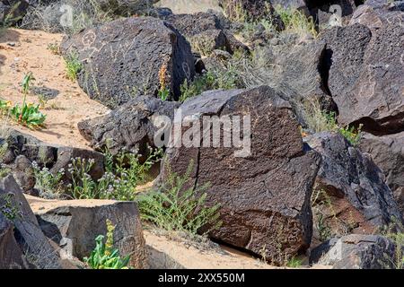 Sculptures de pétroglyphes sur des rochers de basalte du monument national de pétroglyphes à l'extérieur d'Albuquerque Nouveau-Mexique Banque D'Images