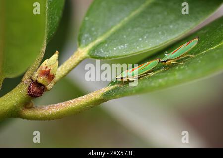 deux cicadelles rouges vertes de rhododendron dans une rangée sur une feuille verte vue de dessus avec un bourgeon de rhododendron Banque D'Images