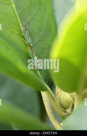 deux cicadelles rouges vertes de rhododendron dans une rangée sur une feuille verte vue de dessus avec un bourgeon de rhododendron Banque D'Images