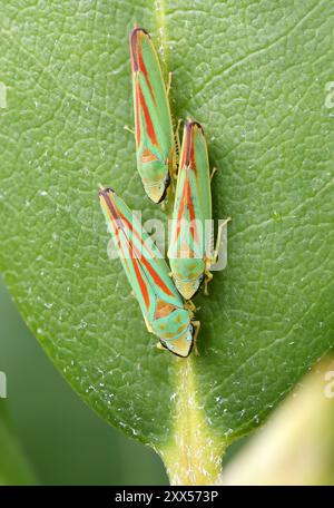 trois cicadelles rouges vertes de rhododendron dans une rangée sur une feuille verte vue de dessus avec sur une feuille de rhododendron Banque D'Images