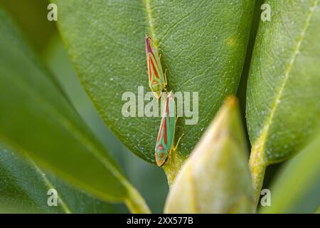 deux cicadelles rouges vertes de rhododendron dans une rangée sur une feuille verte vue de dessus avec un bourgeon de rhododendron Banque D'Images