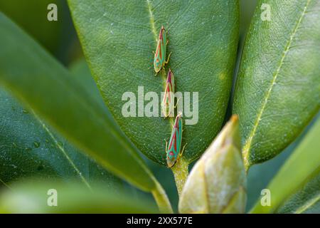 trois cicadelles rouges vertes de rhododendron dans une rangée sur une feuille verte vue de dessus avec sur une feuille de rhododendron Banque D'Images