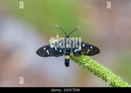 un papillon noir avec des points blancs de l'espèce jaune ceinture burnet sur une branche verte avec un fond brun clair flou Banque D'Images