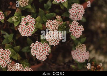 crassula succulente en pleine floraison Banque D'Images