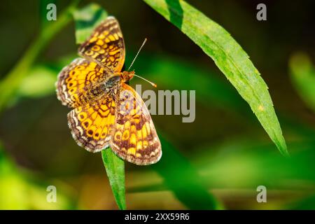 Un papillon en croissant de perles atterrit sur une feuille verte. Banque D'Images