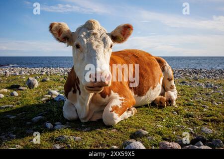 Une vache Hereford repose paisiblement sur la plage de galets de Jomfruland, une île de Telemark, en Norvège. Les vaches en libre pâturage, comme celle-ci, ont tendance à avoir un impact environnemental plus faible que les fermes laitières industrielles. Alors que les deux contribuent aux émissions de méthane, les vaches en libre pâturage favorisent la biodiversité et la santé des sols, avec des modes de pâturage naturels qui aident à séquestrer le carbone dans les sols. En revanche, les fermes laitières industrielles sont liées à des émissions plus élevées en raison des parcs d’engraissement concentrés, des engrais synthétiques et de la production d’aliments à forte intensité énergétique. Des pratiques de pâturage durables peuvent atténuer certains impacts climatiques Banque D'Images