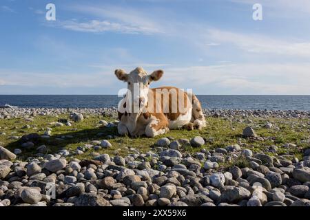 Une vache Hereford repose paisiblement sur la plage de galets de Jomfruland, une île de Telemark, en Norvège. Les vaches en libre pâturage, comme celle-ci, ont tendance à avoir un impact environnemental plus faible que les fermes laitières industrielles. Alors que les deux contribuent aux émissions de méthane, les vaches en libre pâturage favorisent la biodiversité et la santé des sols, avec des modes de pâturage naturels qui aident à séquestrer le carbone dans les sols. En revanche, les fermes laitières industrielles sont liées à des émissions plus élevées en raison des parcs d’engraissement concentrés, des engrais synthétiques et de la production d’aliments à forte intensité énergétique. Des pratiques de pâturage durables peuvent atténuer certains impacts climatiques Banque D'Images