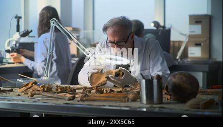 Archéologue principal examine et analyse les restes fossiles du squelette humain préhistorique sous LAMP, utilise des outils professionnels. Collègues travaillant ensemble dans un laboratoire archéologique. Découverte historique. Banque D'Images