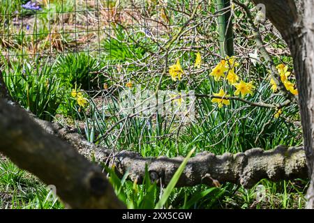 Jonquilles poussant autour de la base du vieil arbre Banque D'Images