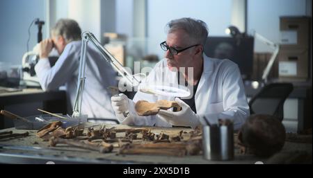 Archéologue principal examine et analyse les restes fossiles du squelette humain préhistorique sous LAMP, utilise des outils professionnels. Collègues travaillant ensemble dans un laboratoire archéologique. Découverte historique. Banque D'Images
