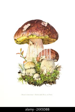 Illustration par Claus Caspari de la 'Collection de documents d'histoire naturelle' des champignons Boletus edulis. Banque D'Images
