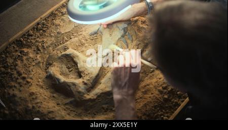 Archéologue mûr nettoie le squelette ancien de dinosaure après excavation sous la lampe à l'aide de brosse et d'outils, étudie les restes fossiles d'humains ou d'animaux préhistoriques. Scientifique travaille dans un laboratoire archéologique. Banque D'Images