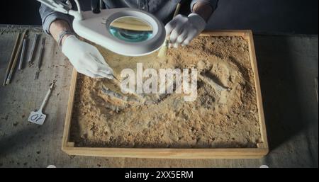 Archéologue nettoie les anciens os humains ou animaux éteints sous la lampe à l'aide d'outils et de brosses, examine les restes fossiles d'espèces de prédateurs. Scientifique masculin travaille dans un laboratoire archéologique. Vue de dessus. Banque D'Images