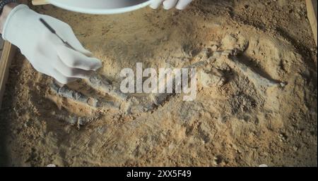 Archéologue mûr nettoie le squelette ancien de dinosaure après excavation sous la lampe à l'aide de brosse et d'outils, étudie les restes fossiles d'humains ou d'animaux préhistoriques. Scientifique travaille dans un laboratoire archéologique. Banque D'Images