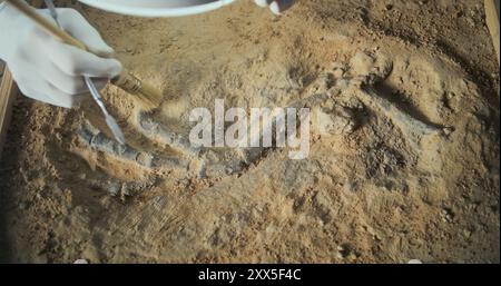 Archéologue mûr nettoie le squelette ancien de dinosaure après excavation sous la lampe à l'aide de brosse et d'outils, étudie les restes fossiles d'humains ou d'animaux préhistoriques. Scientifique travaille dans un laboratoire archéologique. Banque D'Images