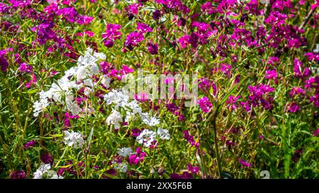 Fleurs sauvages violettes et blanches, y compris diverses espèces de Clarkia, poussant sur une colline dans une superfloraison en Californie au printemps Banque D'Images