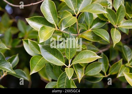 Le feuillage printanier de l'osmanthus d'arbuste à feuilles persistantes. Fond d'avant-toit. Banque D'Images