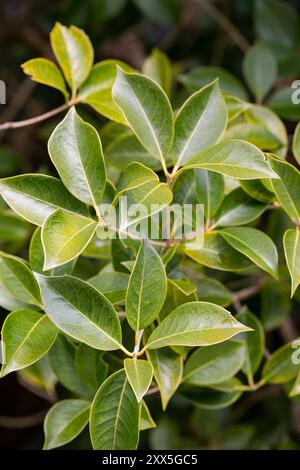 Le feuillage printanier de l'osmanthus d'arbuste à feuilles persistantes. Fond d'avant-toit. Banque D'Images