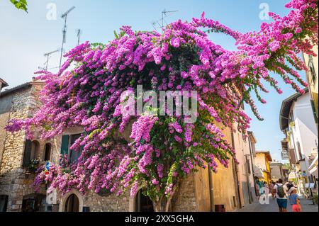 Vue imprenable sur un grand arbre Bougainvillea avec des fleurs violettes contre un vieux bâtiment dans la ville historique de Sirmione près du lac de Garde, Italie Banque D'Images