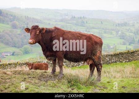 Bétail Luing, portrait d'une vache Luing dans un champ dans le Lake District, Cumbria, Royaume-Uni Banque D'Images