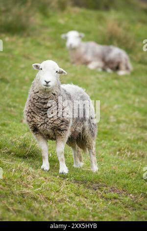 Mouton Herdwick dans un champ dans la campagne anglaise. Lake District, Cumbria, Royaume-Uni Banque D'Images