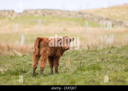 Bétail Luing, portrait d'un veau de vache Luing dans un champ dans le Lake District, Cumbria, Royaume-Uni Banque D'Images