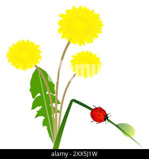 Fleurs pissenlit et coccinelle sur un brin d'herbe avec une goutte de rosée. Illustration de Vecteur
