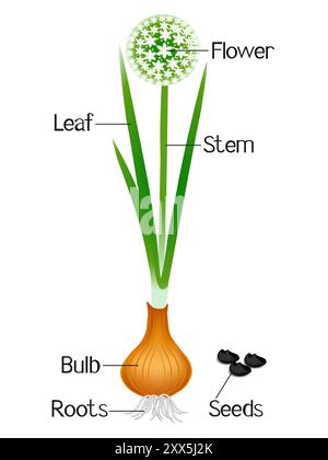 Illustration montrant des parties d'une usine d'oignons. Illustration de Vecteur