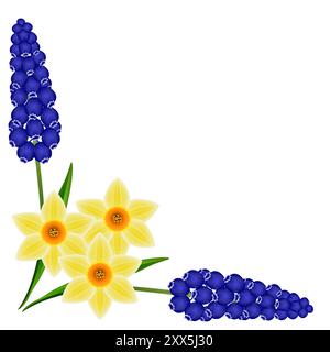 Coin avec jacinthes de raisins bleus muscariniques et jonquille sur fond blanc. Illustration de Vecteur