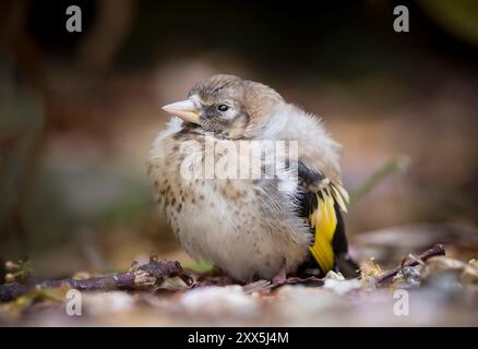 Européen Goldfinch (Carduelis carduelis) oiseau naissant sur le sol dans un jardin en été, Royaume-Uni Banque D'Images